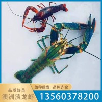 漁場批發(fā)優(yōu)質(zhì)澳洲淡水小龍蝦苗 冷水淡水養(yǎng)殖存活率高小蝦苗水產(chǎn)